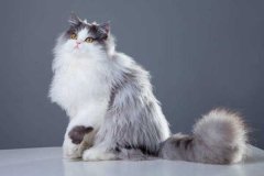 <b><font color='#333333'>世界十大最漂亮的猫咪 暹罗猫仅第二波斯猫登顶</font></b>