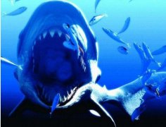 <b><font color='#333333'>世界上最大鲨鱼排行榜,巨齿鲨碾压大白鲨(20.8米/70吨)</font></b>