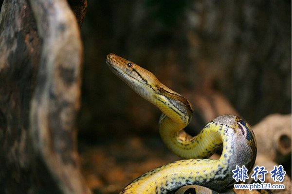 世界上最长的蟒蛇,网纹蟒（绞杀大型动物）