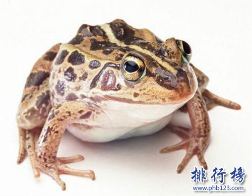 世界上专门用来吃的青蛙,稻香蛙（改良版虎纹蛙）